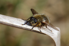 Tachina ursina