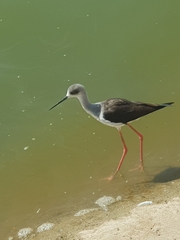 Himantopus himantopus