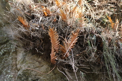 Drynaria volkensii