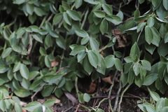 Peperomia abyssinica