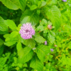 Centratherum punctatum