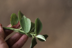 Peperomia abyssinica