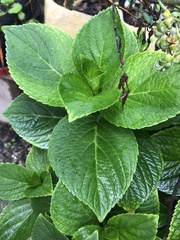 Plectranthus