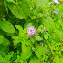 Centratherum punctatum