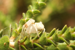 Zygometis xanthogaster