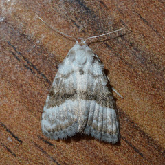 Meganola albula