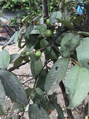Psidium