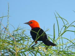 Amblyramphus holosericeus