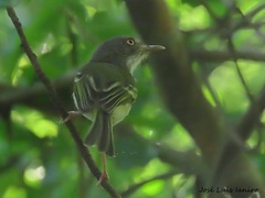 Hemitriccus margaritaceiventer