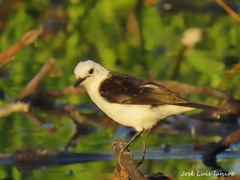 Fluvicola albiventer