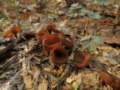 Dumontinia