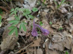 Corydalis ambigua