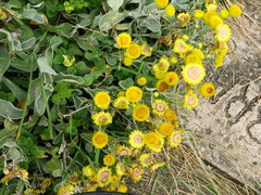 Helichrysum aureum