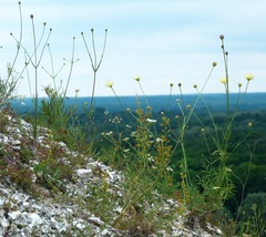 Cephalaria uralensis