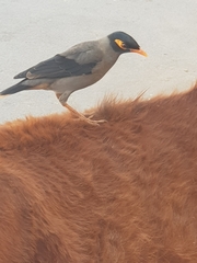 Acridotheres ginginianus