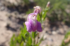 Poikilacanthus