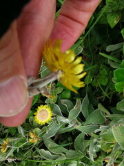 Helichrysum aureum
