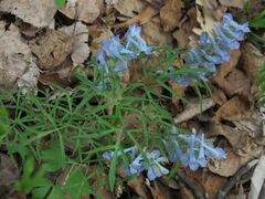 Corydalis ambigua