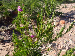 Poikilacanthus