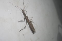 Trachythorax sparaxes