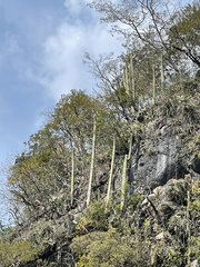 Cephalocereus polylophus