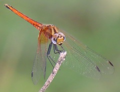 Trithemis pluvialis