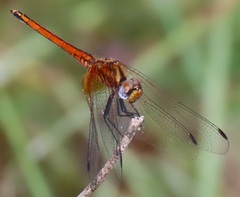 Trithemis pluvialis