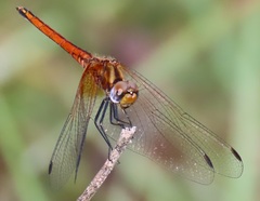 Trithemis pluvialis