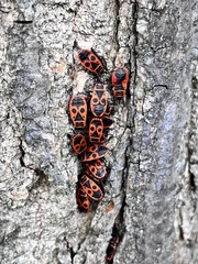 Pyrrhocoris apterus