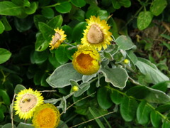 Helichrysum aureum