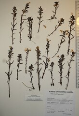 Pedicularis lapponica