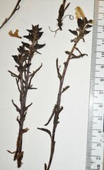 Pedicularis lapponica