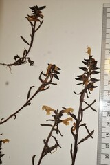 Pedicularis lapponica