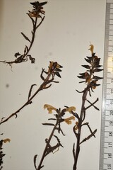 Pedicularis lapponica