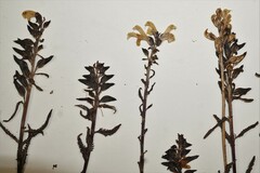 Pedicularis lapponica