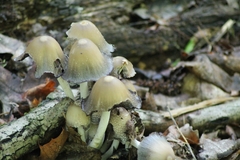Coprinus