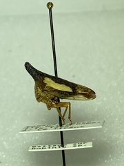 Thelia bimaculata