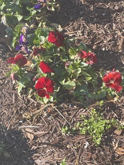 Viola × wittrockiana