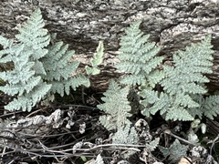 Myriopteris lindheimeri