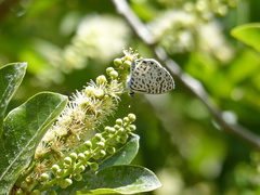 Leptotes cassius