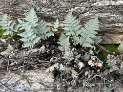 Myriopteris lindheimeri