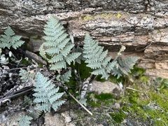 Myriopteris lindheimeri