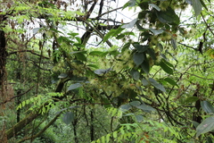 Clematis leschenaultiana