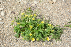 Potentilla fragiformis, photograph author not stated, no rights reserved