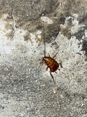 Blattoidae