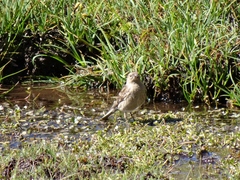 Leucosticte
