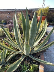 Agave americana