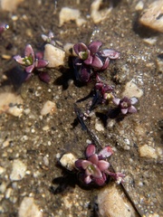 Sedum smallii