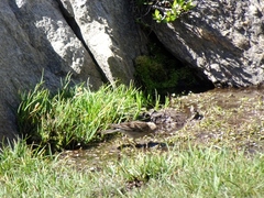 Leucosticte