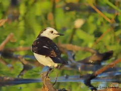 Fluvicola albiventer